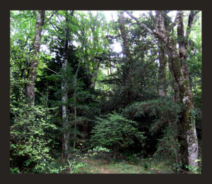 Dense forest